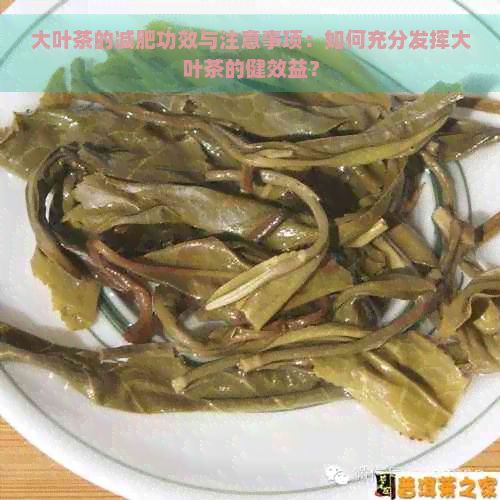 大葉茶的減肥功效與注意事項：如何充分發(fā)揮大葉茶的健效益？