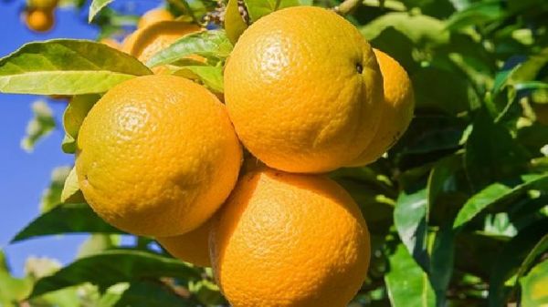 冬季吃哪些水果好冬季多吃7種水果養(yǎng)生效果好