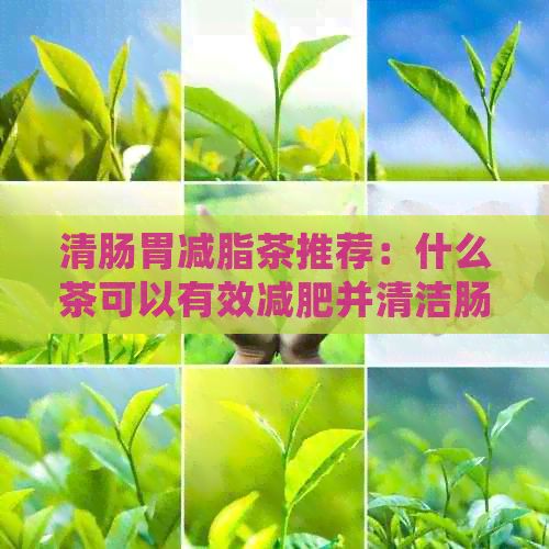清腸胃減脂茶推薦：什么茶可以有效減肥并清潔腸胃？