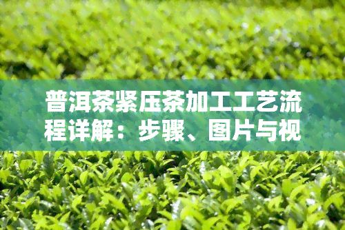 普洱茶緊壓茶加工工藝流程詳解：步驟、圖片與視頻全解析