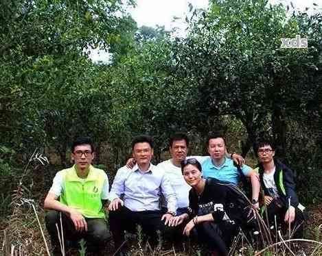 新 探究普洱茶的制作工艺：如何从新茶叶变为干毛茶？