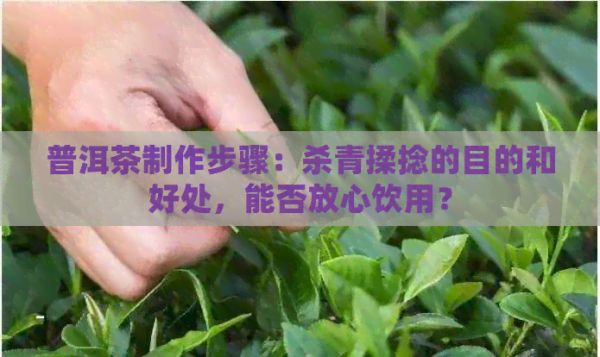 普洱茶制作步驟：殺青揉捻的目的和好處，能否放心飲用？
