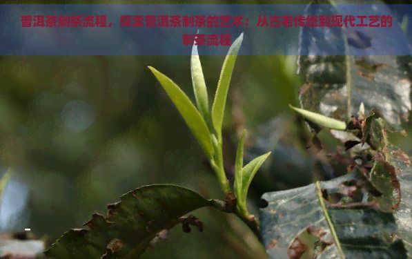 普洱茶制茶流程，探索普洱茶制茶的藝術(shù)：從古老傳統(tǒng)到現(xiàn)代工藝的制茶流程