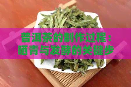 普洱茶的制作過程：曬青與發(fā)酵的關(guān)鍵步驟是什么？