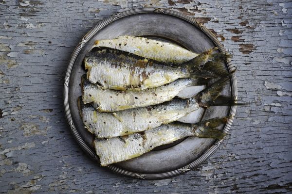 sardinas para dieta proteica