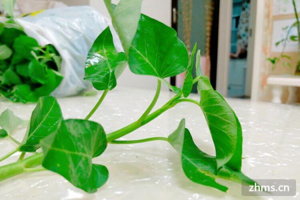 水煮青菜減肥