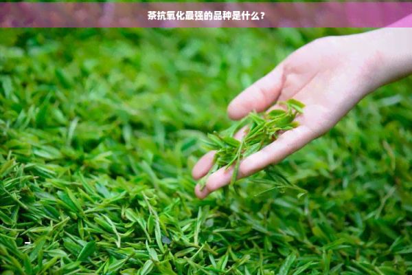 茶抗氧化最强的品种是什么?
