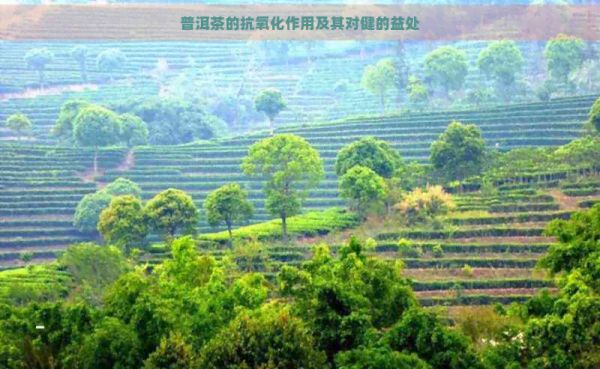 普洱茶的抗氧化作用及其對(duì)健的益處
