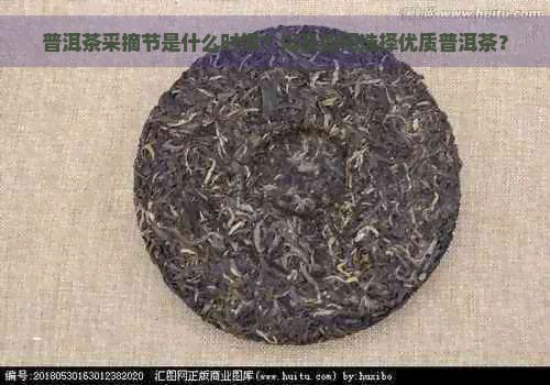 普洱茶采摘節(jié)是什么時候？以及如何選擇優(yōu)質(zhì)普洱茶？