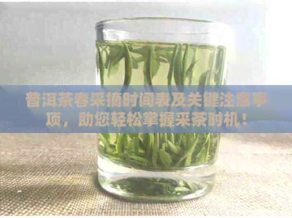 普洱茶春采摘時(shí)間表及關(guān)鍵注意事項(xiàng)，助您輕松掌握采茶時(shí)機(jī)！
