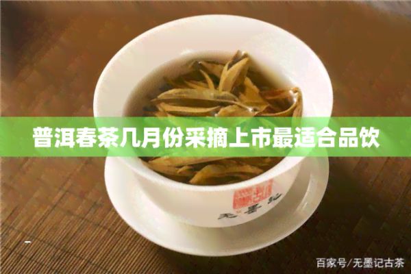 普洱春茶几月份采摘上市最适合品饮