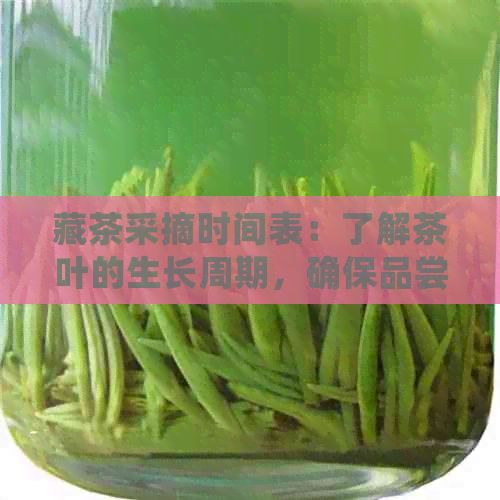藏茶采摘時間表：了解茶葉的生長周期，確保品嘗品質