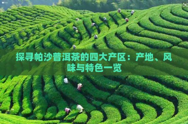 探尋帕沙普洱茶的四大產(chǎn)區(qū)：產(chǎn)地、風(fēng)味與特色一覽