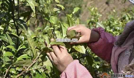 普洱茶是春天采摘嗎？為什么不能采？普洱茶是什么節(jié)采摘？