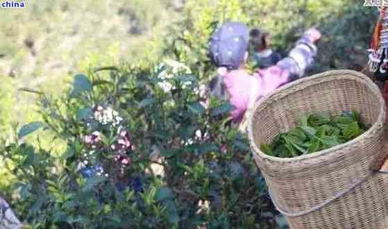 普洱茶是春天采摘嗎？為什么不能采？普洱茶是什么節(jié)采摘？