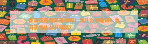 普洱茶是春天采摘嗎？為什么不能采？普洱茶是什么節(jié)采摘？