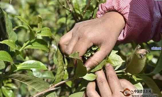 普洱茶是春天采摘嗎？為什么不能采？普洱茶是什么節(jié)采摘？