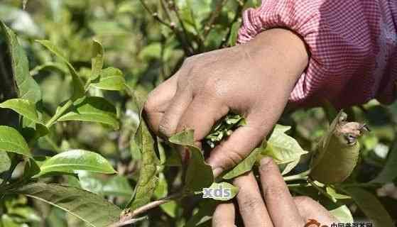 普洱茶春茶采摘時間及相關月份分析