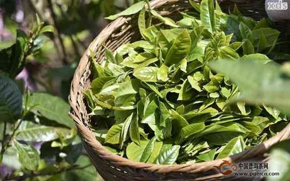 普洱茶春茶采摘時間及相關月份分析