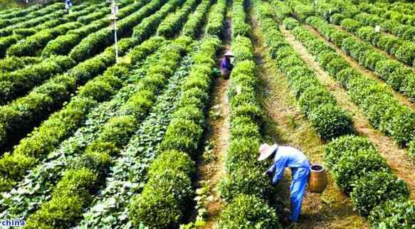 茶葉什么時候采摘的時機(jī)？詳解采摘時間對茶葉品質(zhì)的影響