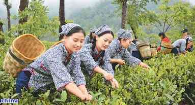 茶葉什么時候采摘的時機(jī)？詳解采摘時間對茶葉品質(zhì)的影響