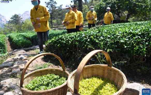 茶葉什么時候采摘的時機(jī)？詳解采摘時間對茶葉品質(zhì)的影響