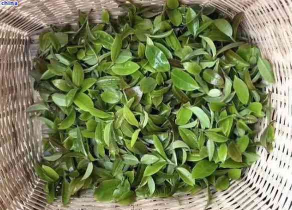 茶葉什么時候采摘的時機(jī)？詳解采摘時間對茶葉品質(zhì)的影響