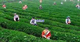 茶葉是幾月份采摘的呢，揭秘茶葉的采摘時間：你不知道的茶葉節(jié)知識