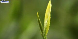 茶葉是幾月份采摘的呢，揭秘茶葉的采摘時間：你不知道的茶葉節(jié)知識