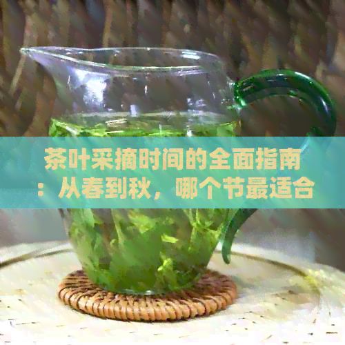 茶葉采摘時(shí)間的全面指南：從春到秋，哪個(gè)節(jié)最適合采摘？