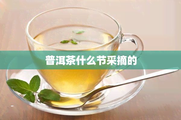 普洱茶什么節(jié)采摘的