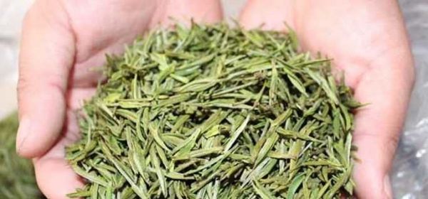 安吉白茶的保質(zhì)期限 安吉白茶存放方法