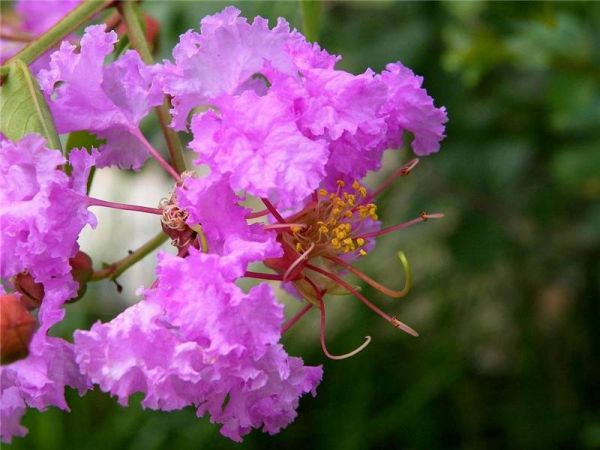 紫薇花什么季節(jié)發(fā)芽開花