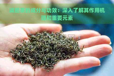 減肥茶的成分與功效：深入了解其作用機(jī)理和重要元素