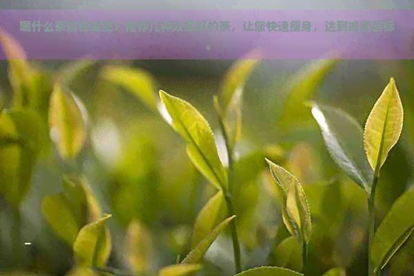 喝什么茶能健减肥？推荐几种效果好的茶，让您快速瘦身，达到减肥目标。
