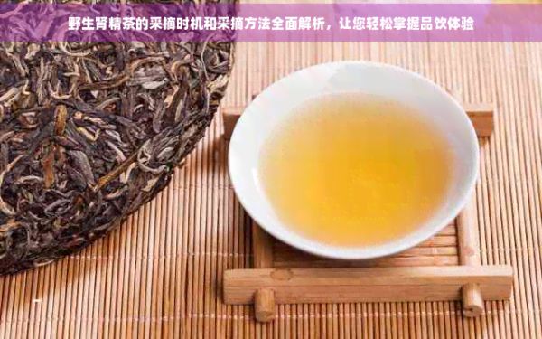 野生腎精茶的采摘時機和采摘方法全面解析，讓您輕松掌握品飲體驗