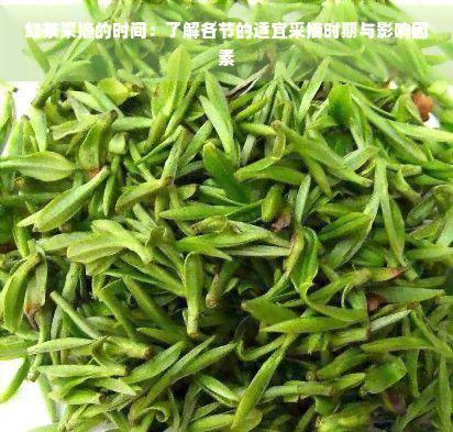 紅茶采摘的時(shí)間：了解各節(jié)的適宜采摘時(shí)期與影響因素
