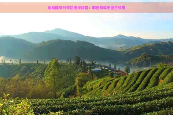 運動健身時飲品選擇指南：哪些飲料更適合飲用