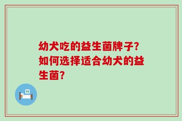 幼犬吃的益生菌牌子？如何選擇適合幼犬的益生菌？