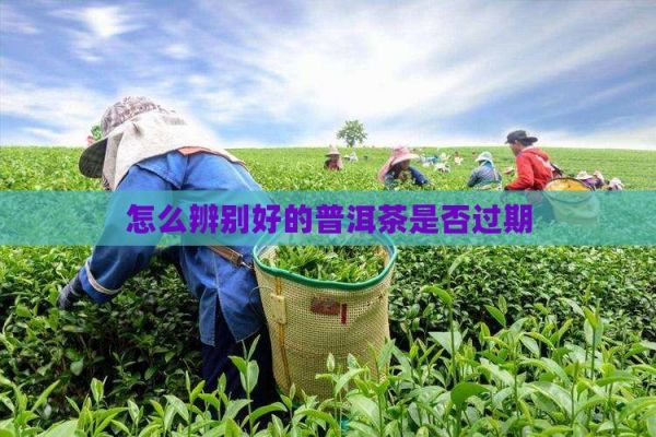 怎么辨别好的普洱茶是否过期