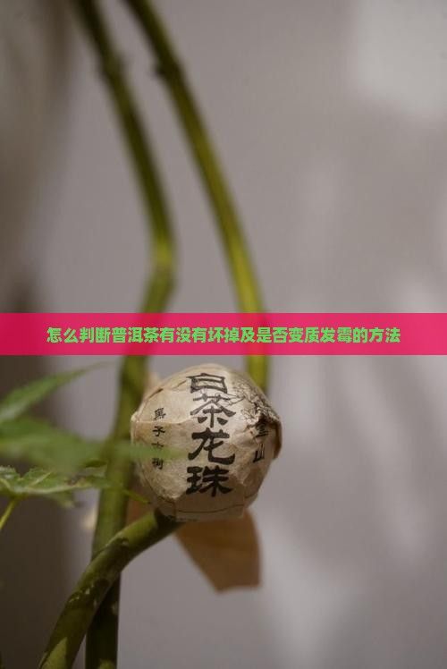 怎么判断普洱茶有没有坏掉及是否变质发霉的方法