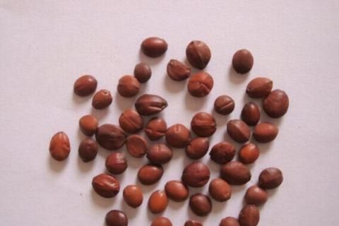 酸棗仁膠囊長(zhǎng)期服用有副作用嗎