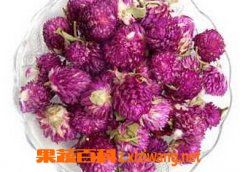果蔬百科千日红