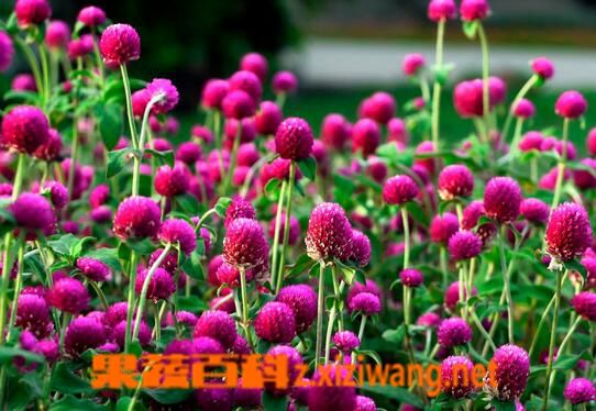 果蔬百科千日红花茶的泡法与作用