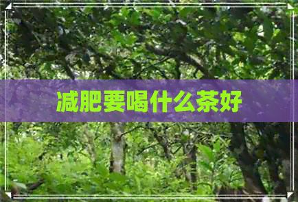 減肥要喝什么茶好