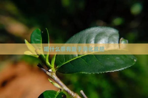 喝什么茶有助于消化減肥