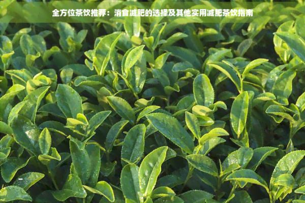 全方位茶飲推薦：消食減肥的選擇及其他實用減肥茶飲指南