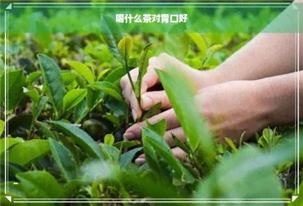 喝什么茶對胃口好
