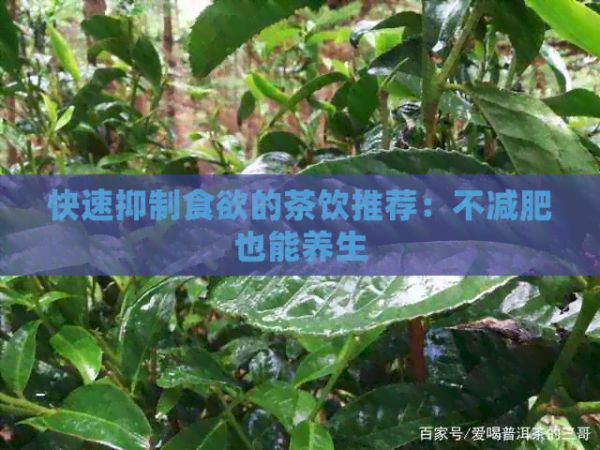 快速抑制食欲的茶飲推薦：不減肥也能養(yǎng)生