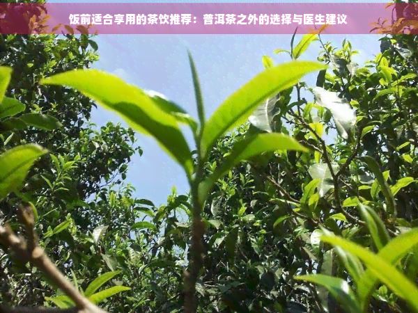 饭前适合享用的茶饮推荐:普洱茶之外的选择与医生建议
